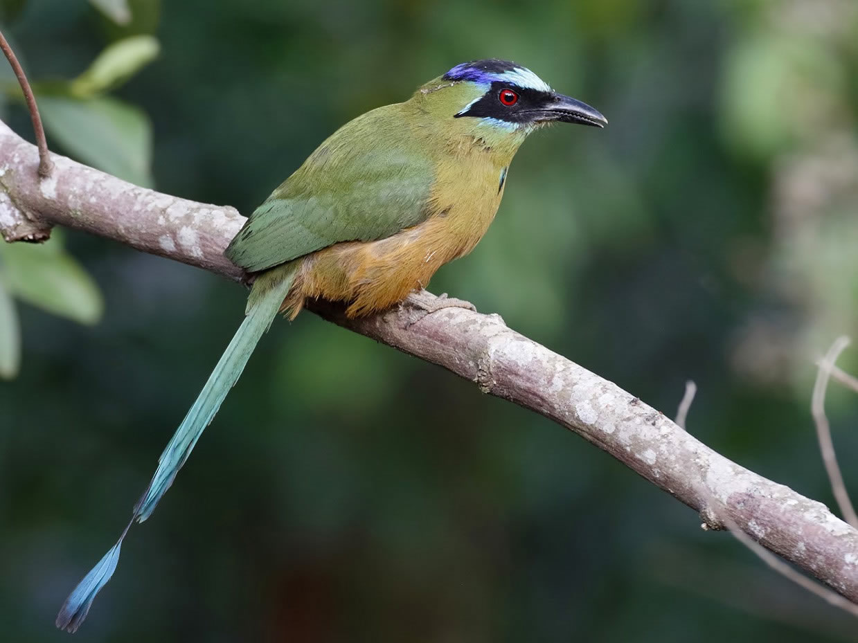 passaros Bonito Mato Grosso do sul